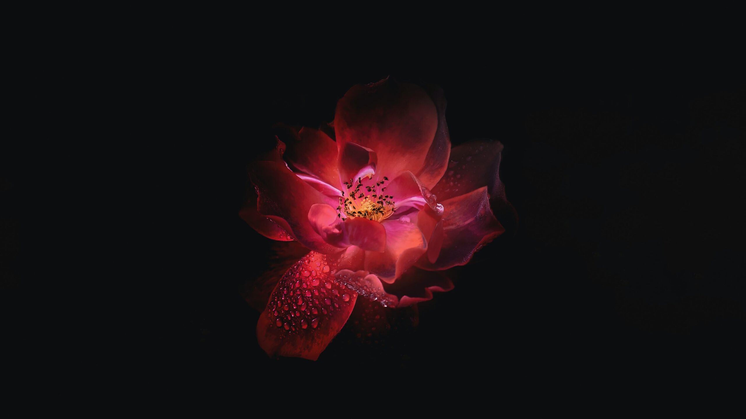Flower in the dark