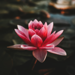 pink water lily in pond