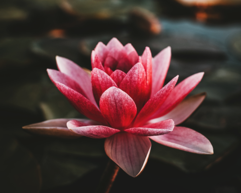 pink water lily in pond
