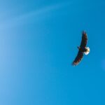 Eagle in flight