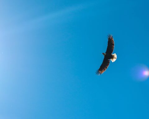 Eagle in flight