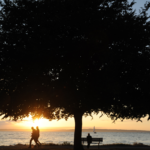 Tree by seaside