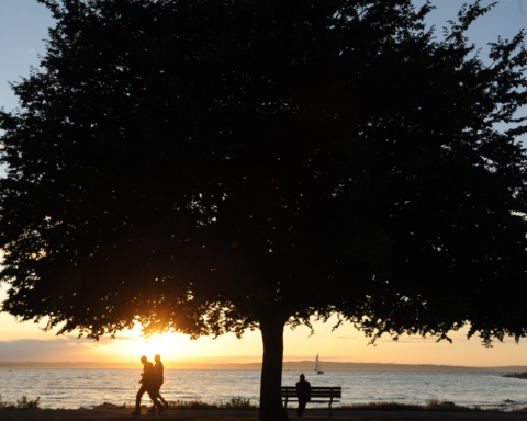 Tree by seaside