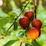 red apple