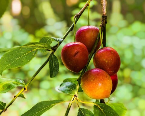 red apple