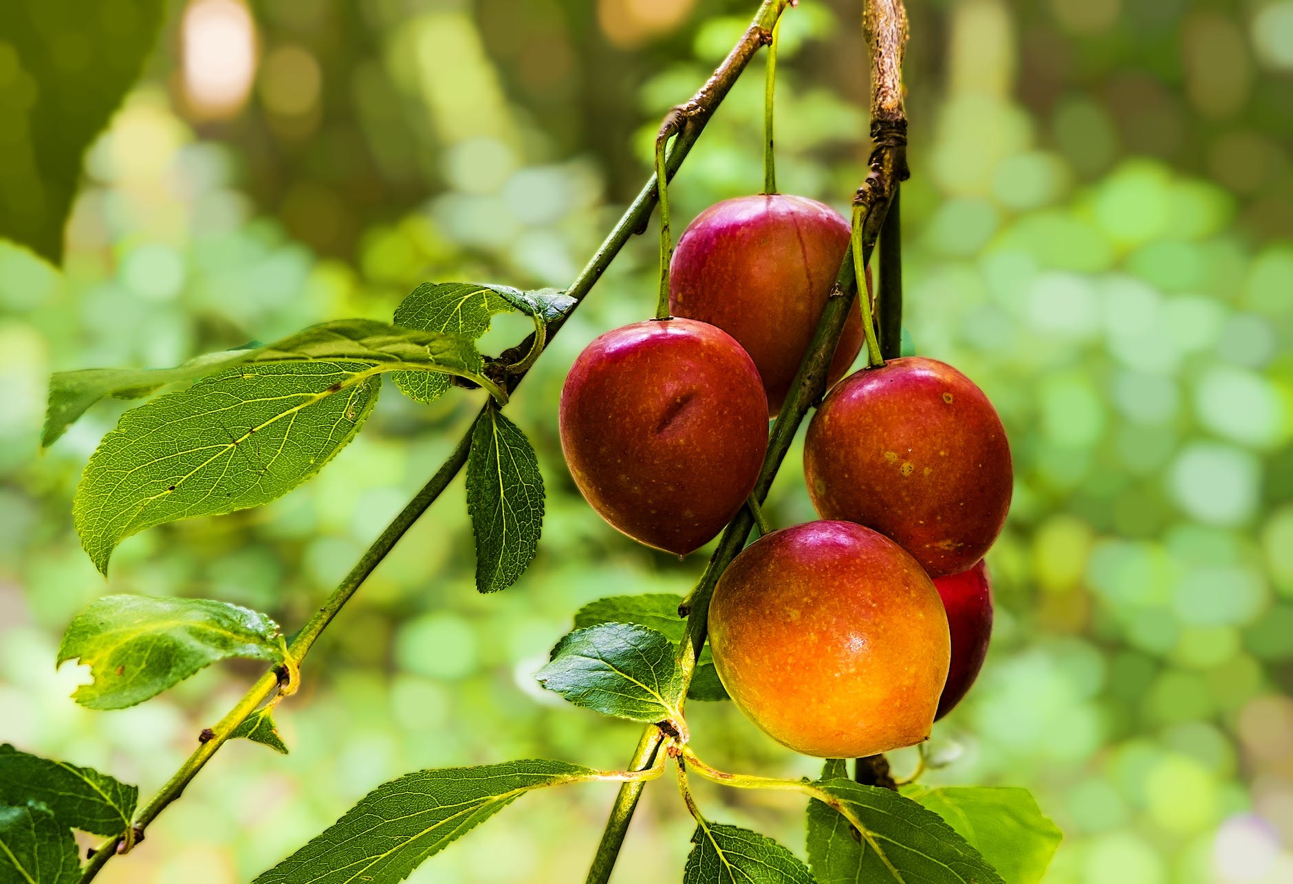 red apple