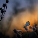 Butterfly in evening light