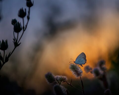 Butterfly in evening light