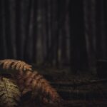 brown fern plant near trees