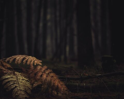 brown fern plant near trees