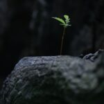 New tree growth from stump
