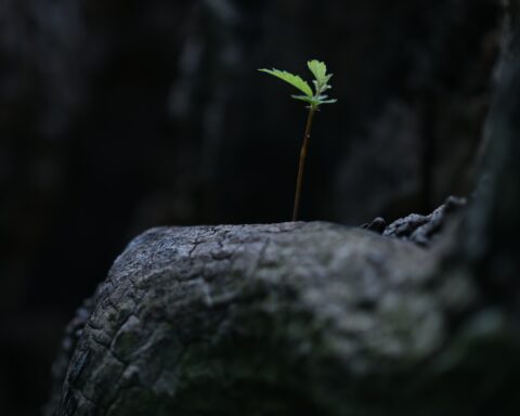New tree growth from stump