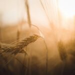 Harvest in sunlight