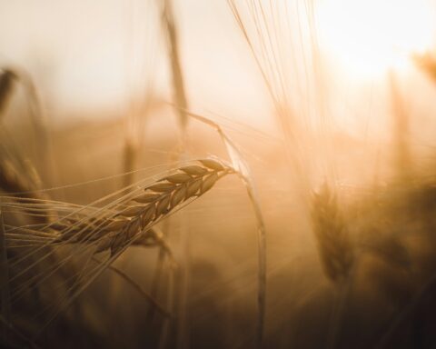 Harvest in sunlight