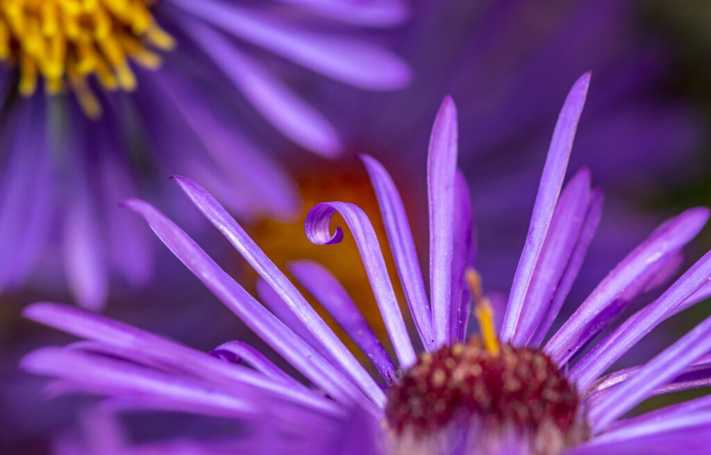 Purple flowers