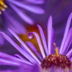 Purple flowers