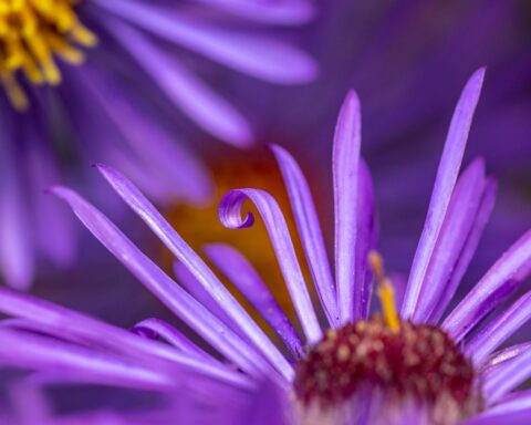 Purple flowers