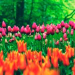 A colorful display of tulips in an Amsterdam garden during spring.
