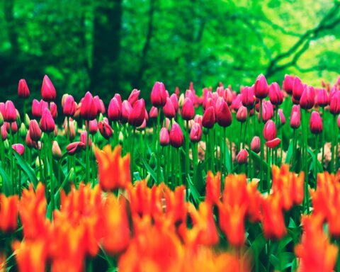 A colorful display of tulips in an Amsterdam garden during spring.