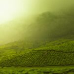 Rain clouds over tea fields
