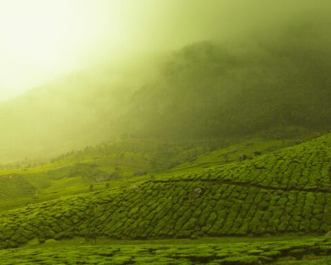 Rain clouds over tea fields