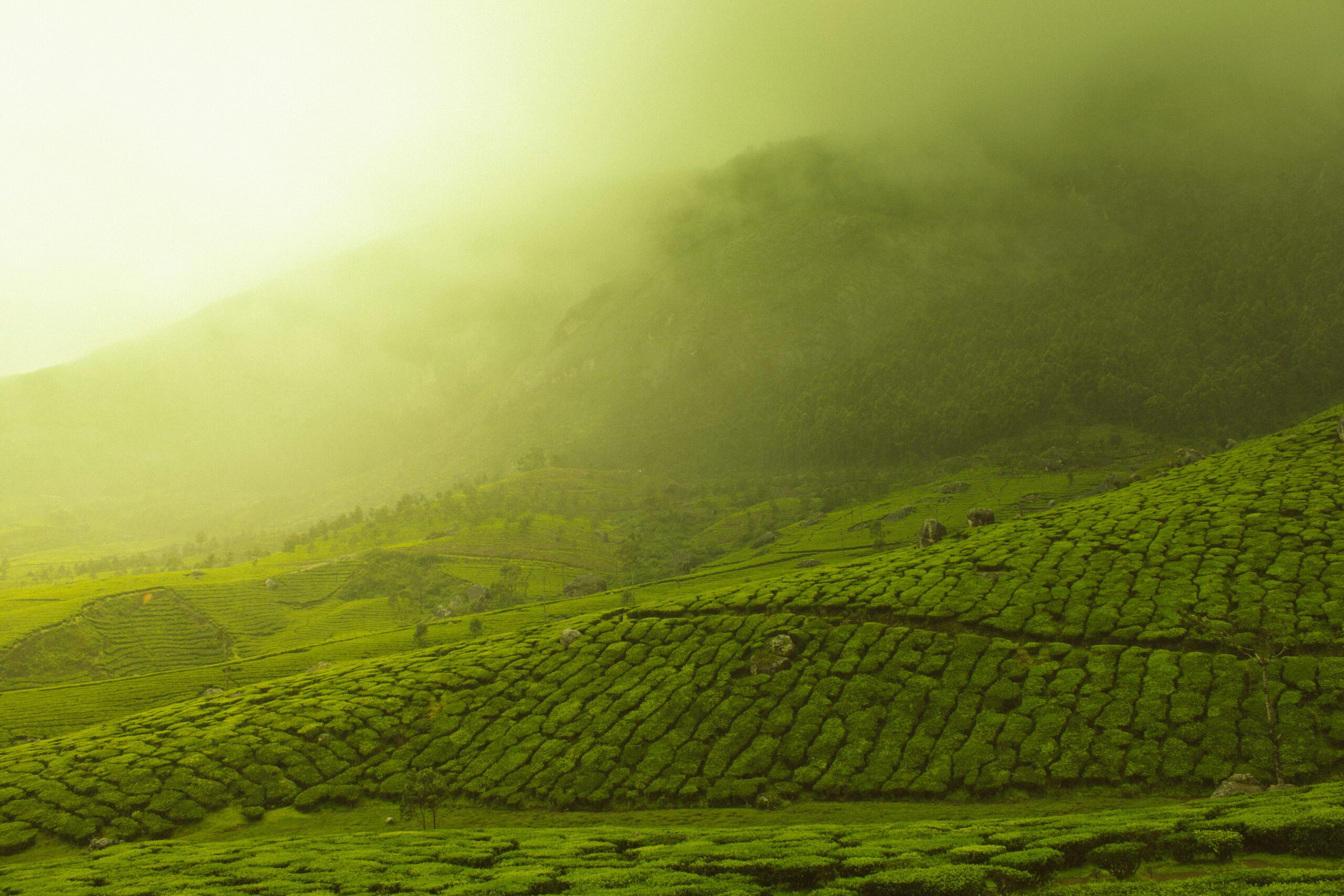 Rain clouds over tea fields