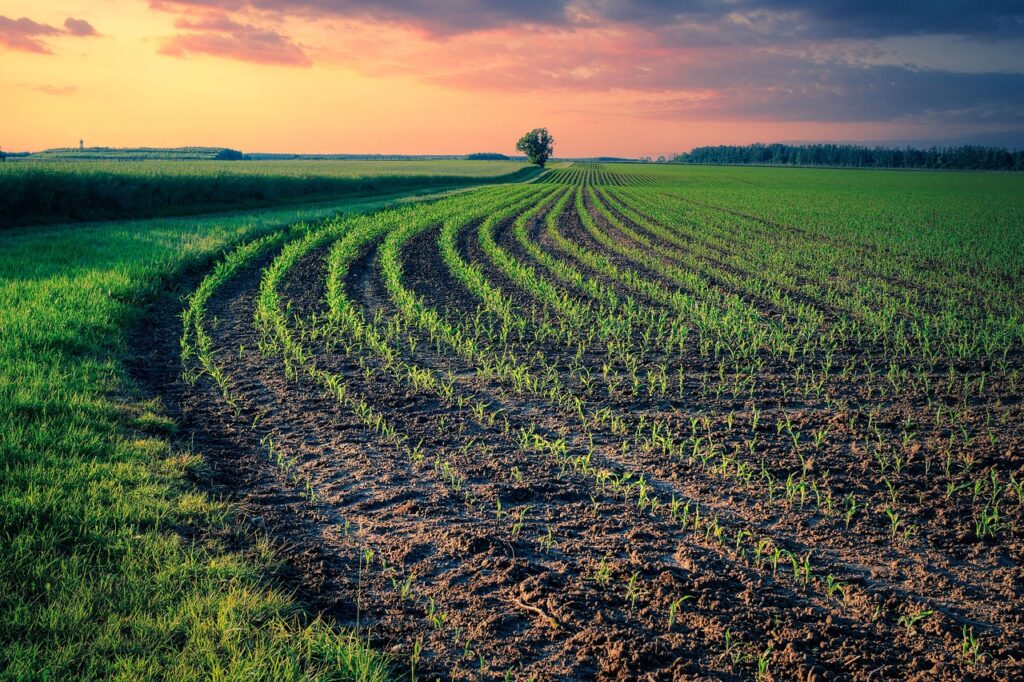 field, fields, ordered, agriculture, landscape, nature, earth, plant, plants, seed, green, texture, floor, life, sunset, sowing, ecology, sprout, environment, grows, growth, seedling, young, sowing, sowing, seedling, seedling, seedling, seedling, seedling