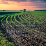 field, fields, ordered, agriculture, landscape, nature, earth, plant, plants, seed, green, texture, floor, life, sunset, sowing, ecology, sprout, environment, grows, growth, seedling, young, sowing, sowing, seedling, seedling, seedling, seedling, seedling
