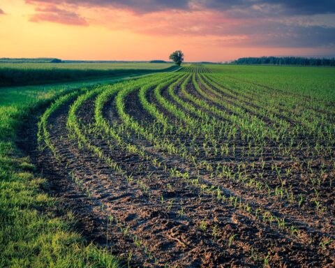 field, fields, ordered, agriculture, landscape, nature, earth, plant, plants, seed, green, texture, floor, life, sunset, sowing, ecology, sprout, environment, grows, growth, seedling, young, sowing, sowing, seedling, seedling, seedling, seedling, seedling