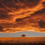 tree, field, sunset, clouds, sky, horizon, single tree, meadow, dusk, twilight, overcast, nature, overcast sky, rural, countryside, orange sky