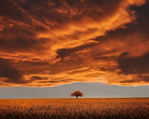 tree, field, sunset, clouds, sky, horizon, single tree, meadow, dusk, twilight, overcast, nature, overcast sky, rural, countryside, orange sky