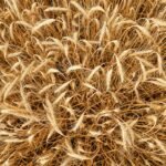 barley, from above, grain, summer, field, rural, fields, harvest, mixed up, criss-cross, nature, confusion, random, template, random, random, random, random, random