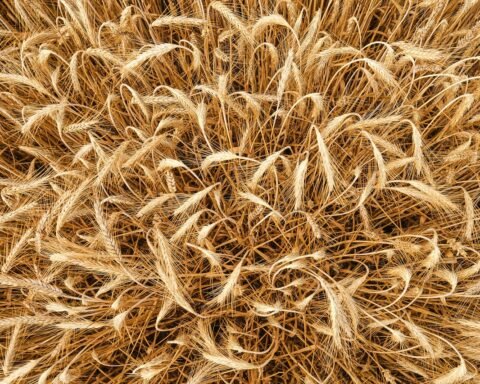 barley, from above, grain, summer, field, rural, fields, harvest, mixed up, criss-cross, nature, confusion, random, template, random, random, random, random, random