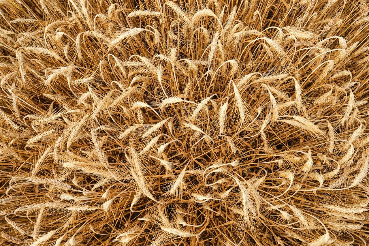 barley, from above, grain, summer, field, rural, fields, harvest, mixed up, criss-cross, nature, confusion, random, template, random, random, random, random, random