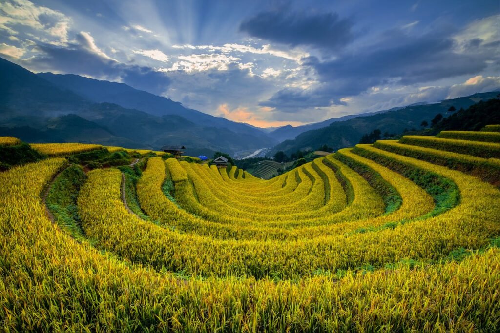 vietnam, mù cang chải, rice field, landscape, terraces, mountains, nature, corn, clouds, agriculture, field, september, dawn, daytime, fertile, wall, oak trees, afternoon, golden, distant, panoramic