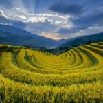 vietnam, mù cang chải, rice field, landscape, terraces, mountains, nature, corn, clouds, agriculture, field, september, dawn, daytime, fertile, wall, oak trees, afternoon, golden, distant, panoramic