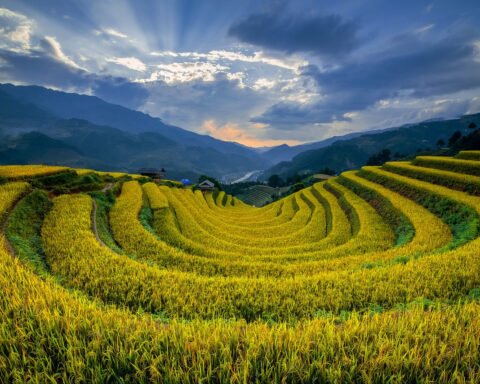vietnam, mù cang chải, rice field, landscape, terraces, mountains, nature, corn, clouds, agriculture, field, september, dawn, daytime, fertile, wall, oak trees, afternoon, golden, distant, panoramic