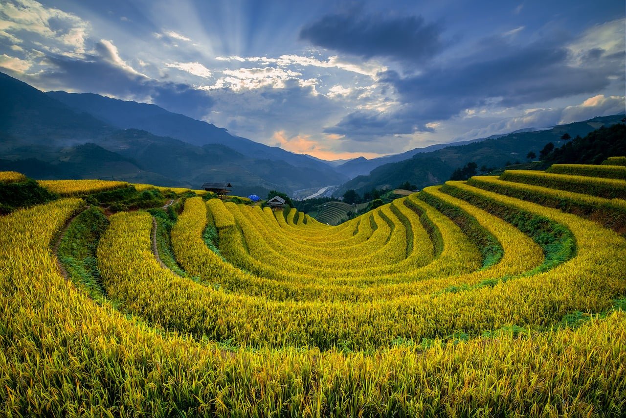 vietnam, mù cang chải, rice field, landscape, terraces, mountains, nature, corn, clouds, agriculture, field, september, dawn, daytime, fertile, wall, oak trees, afternoon, golden, distant, panoramic